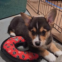 Pembroke Welsh Corgi Puppies from McMillion Corgis