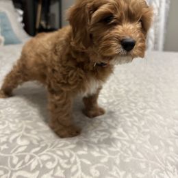 Cavapoo Puppies from Poppy Garden Doodles