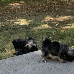 Havanese Puppies from Havanese If You Please