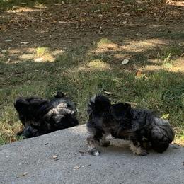 Havanese Puppies from Havanese If You Please