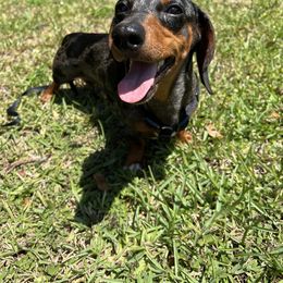 Pickle - Dachshund