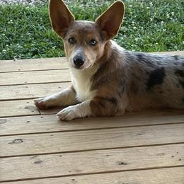 American Corgi and Border Collie Puppies from Duncan's Border Collies and Corgis