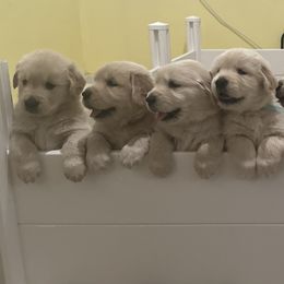 Golden Retriever Puppies from Jms Goldens