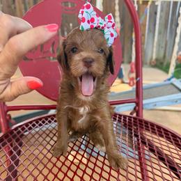 Sprite - Red  female Goldendoodle puppy in Macon County, North Carolina from Mountain Doodles