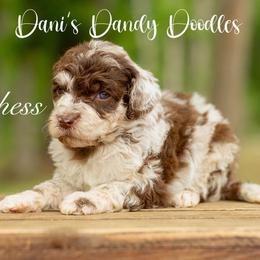 Dutchess - Red merle female Aussiedoodle puppy in Roebuck, South Carolina from Dani's Dandy Doodles