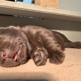 Labrador Retriever Puppies from Red Brush Labs
