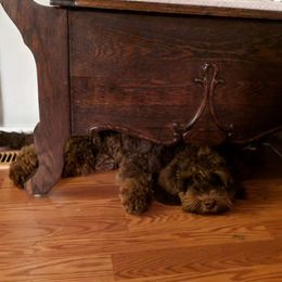 Australian Labradoodle Puppies from Llewellyn's Grove Labradoodles