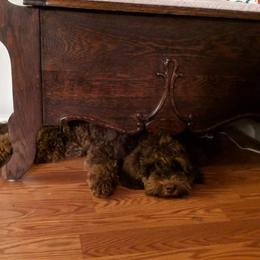 Australian Labradoodle Puppies from Llewellyn's Grove Labradoodles
