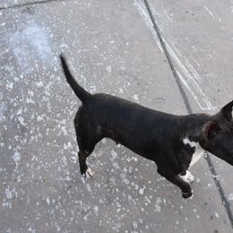 Elsa - Miniature Bull Terrier