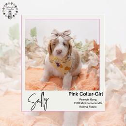 Pink Collar- Sally - Brown and white female Bernedoodle puppy in Lexington, North Carolina from Deborah’s Doodles
