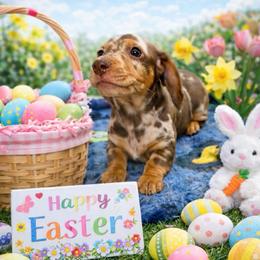 AKC Valentine - Dapple male Dachshund puppy in Knoxville, Tennessee from Thea's Puppies
