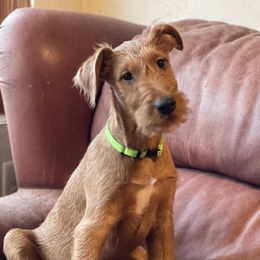 Irish Terrier and Scottish Terrier Puppies from Avonlea Terriers