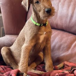 Irish Terrier and Scottish Terrier Puppies from Avonlea Terriers