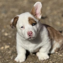 American Corgis from Cool Creek Corgjs