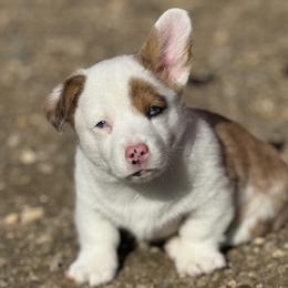 American Corgis from Cool Creek Corgjs