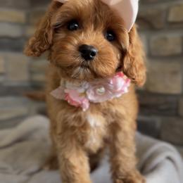 Bernedoodle, Cavapoo, and Goldendoodle Puppies from Blackberry Farm Puppies
