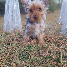 Green bean - Black and tan female Yorkshire Terrier puppy in Valdosta, Georgia from Lynn's Yorkshire Terriers