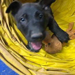 Rogue - Black brindle female Dutch Shepherd puppy in Sierra Vista, Arizona from KnightWatch K-9