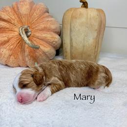 Mary Sanderson - Red  female Goldendoodle puppy in Springville, Utah from JW Doodles