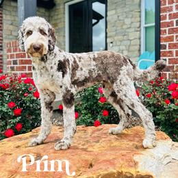 Prim - Newfypoo