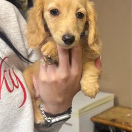 Blue Collar Male - Cream male Dachshund puppy in Grandview, Texas from LF & Co Dachshunds