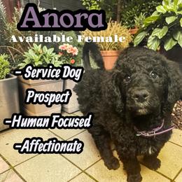 Anora - Black female Poodle puppy in Baltimore, Maryland from Steinrock’s Standards