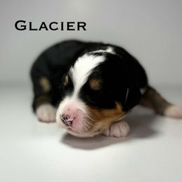 Glacier - Tri-color male Bernedoodle puppy in Ocala, Florida from Bernedoodles of Florida