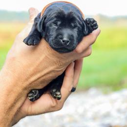 Brown Boy - Black male Labrador Retriever puppy in Linville, Virginia from Virginia Labradors