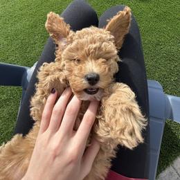 Cavapoo Puppies from Cool Cavapoos