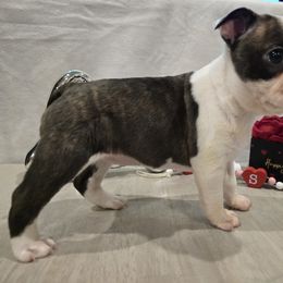 Boston Terrier Puppies from Quinn's Kennels