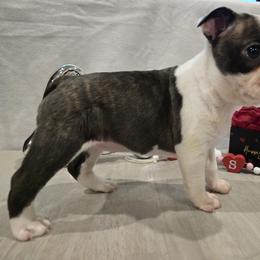 Boston Terrier Puppies from Quinn's Kennels