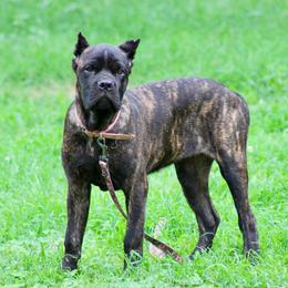 Pink  (brindle female ) - Chestnut brindle female Cane Corso puppy in Atlanta, Georgia from Cane Corso’s of Atlanta