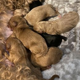 Assorted Doodle Crosses and Goldendoodle Puppies from Meekie Doodle Farm