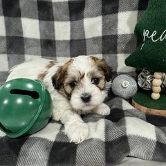 Dachshund and Shichon Puppies from J & C Puppies