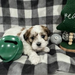 Dachshund and Shichon Puppies from J & C Puppies