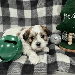 Dachshund and Shichon Puppies from J & C Puppies