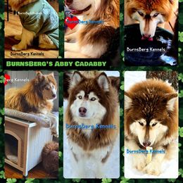 Abbie - Siberian Husky