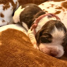 Pink girl - Tri-Roan female English Springer Spaniel puppy in Cleburne, Texas from Powers English Springer Spaniels