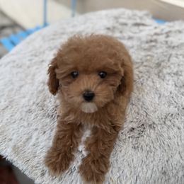 Betty - Red  female Poodle puppy in Kissimmee, Florida from Unique Poodles