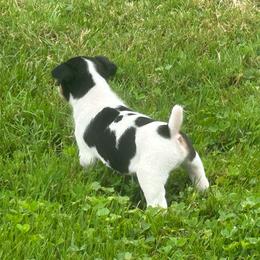 Spark - Black white and tan male Rat Terrier puppy in Canandaguia, New York from Mary ann Whipple's Old Dominion Terriers