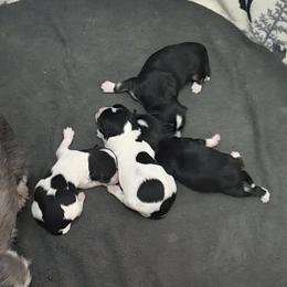 Havanese puppies from Locust Creek Shih Tzu & Havanese