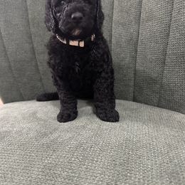 Goldendoodle Puppies from Southern Grace Acres