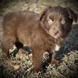 Kentucky - male Miniature Australian Shepherd puppy in El Dorado Springs, Missouri from HP Aussie Kennels