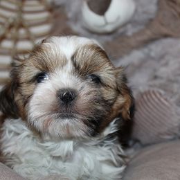 Girl 1 - Red and white female Shih Tzu puppy in Craig, Colorado from Rocky Mountain Shih Tzus and Dry Creek Miniature Dachshunds