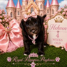 Hehven - Brown female Schnoodle puppy in Demorest, Georgia from Royal Puppypoo Playhouse