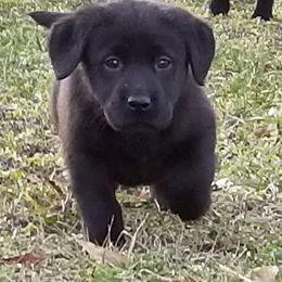 Labrador Retriever All Grown Up from Casbar Labradors