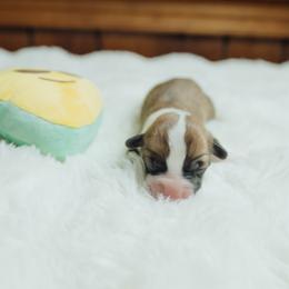 Skipper - Red male Pembroke Welsh Corgi puppy in Adairsville, Georgia from R&R Corgis