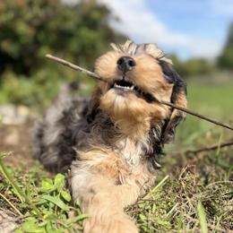 Cavapoo Puppies from Panda Puppies