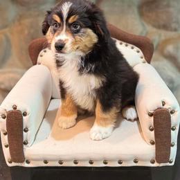 Bowie - Black tri male Miniature American Shepherd puppy in Ellensburg, Washington from Wiggle Rump Ranch