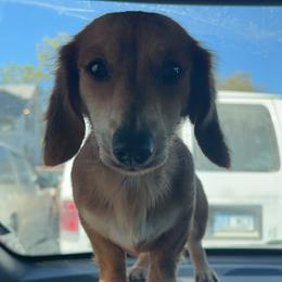 Mazi-Moldy - Dachshund